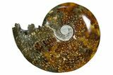 Polished Ammonite (Cleoniceras) Fossil - Madagascar #352372-1